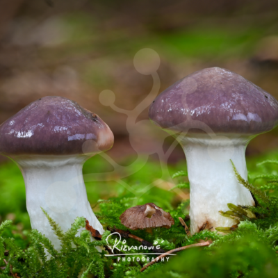 Mauve Kinship — Woodland Mushrooms — Two woodland mushrooms with smooth mauve-brown caps and pale stems growing closely together in vivid green moss.