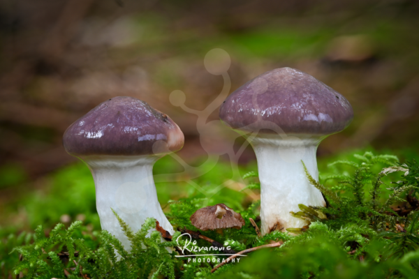 Two woodland mushrooms with smooth mauve-brown caps and pale stems growing closely together in vivid green moss.