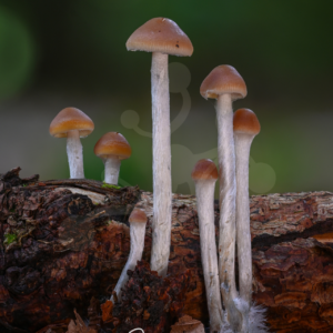 A group of slender Psathyrella mushrooms with pale stems and brown caps growing from decaying wood in the forest.