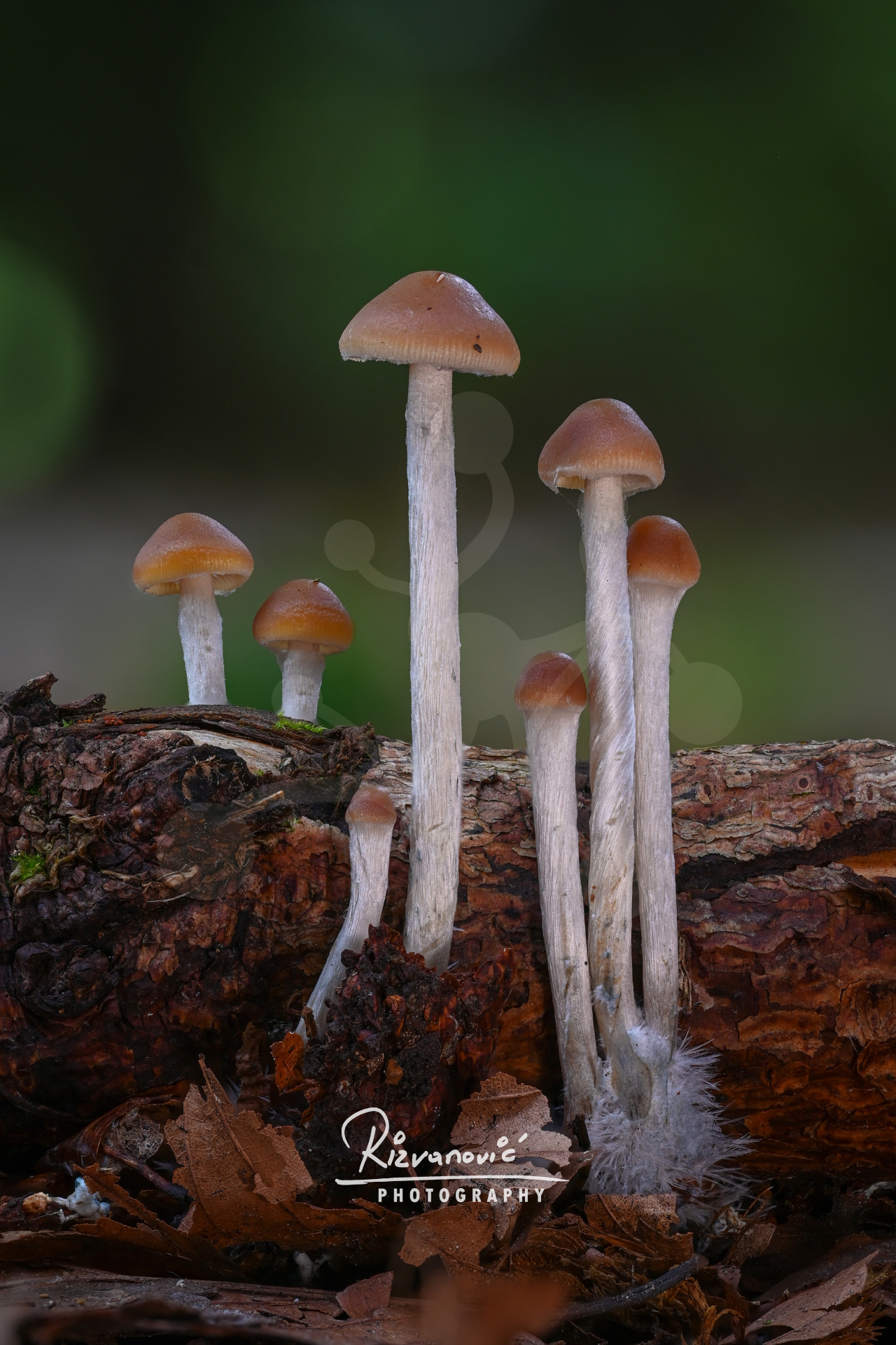 A group of slender Psathyrella mushrooms with pale stems and brown caps growing from decaying wood in the forest.