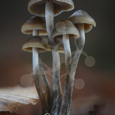 Cluster of slender woodland mushrooms with muted brown caps and pale grey stems rising together from the forest floor.