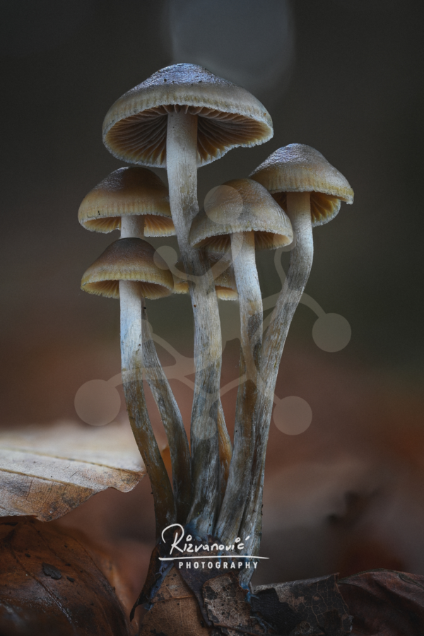 Cluster of slender woodland mushrooms with muted brown caps and pale grey stems rising together from the forest floor.