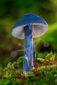 Blue woodland mushroom with pale gills rising from moss, set against a softly blurred green forest background.