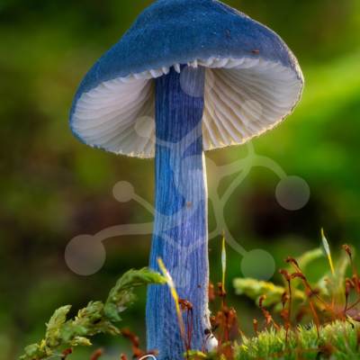 Cobalt Rising Form — Woodland Mushroom — Almir Rizvanović Blue woodland mushroom with pale gills rising from moss, set against a softly blurred green forest background.