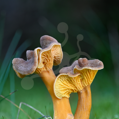 Two woodland chanterelles standing side by side in moss, with ochre stems, textured caps and detailed folded undersides against a dark blurred background.