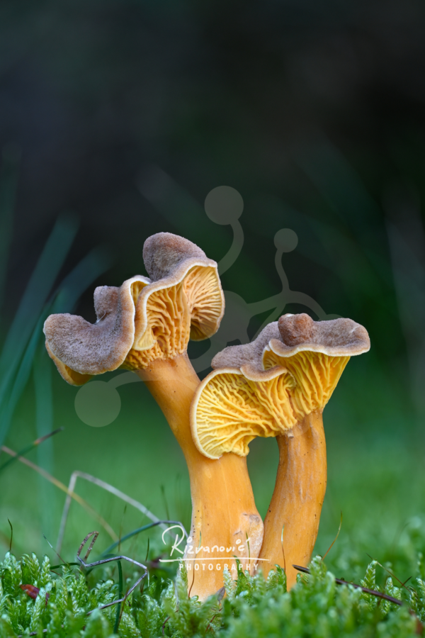 Two woodland chanterelles standing side by side in moss, with ochre stems, textured caps and detailed folded undersides against a dark blurred background.