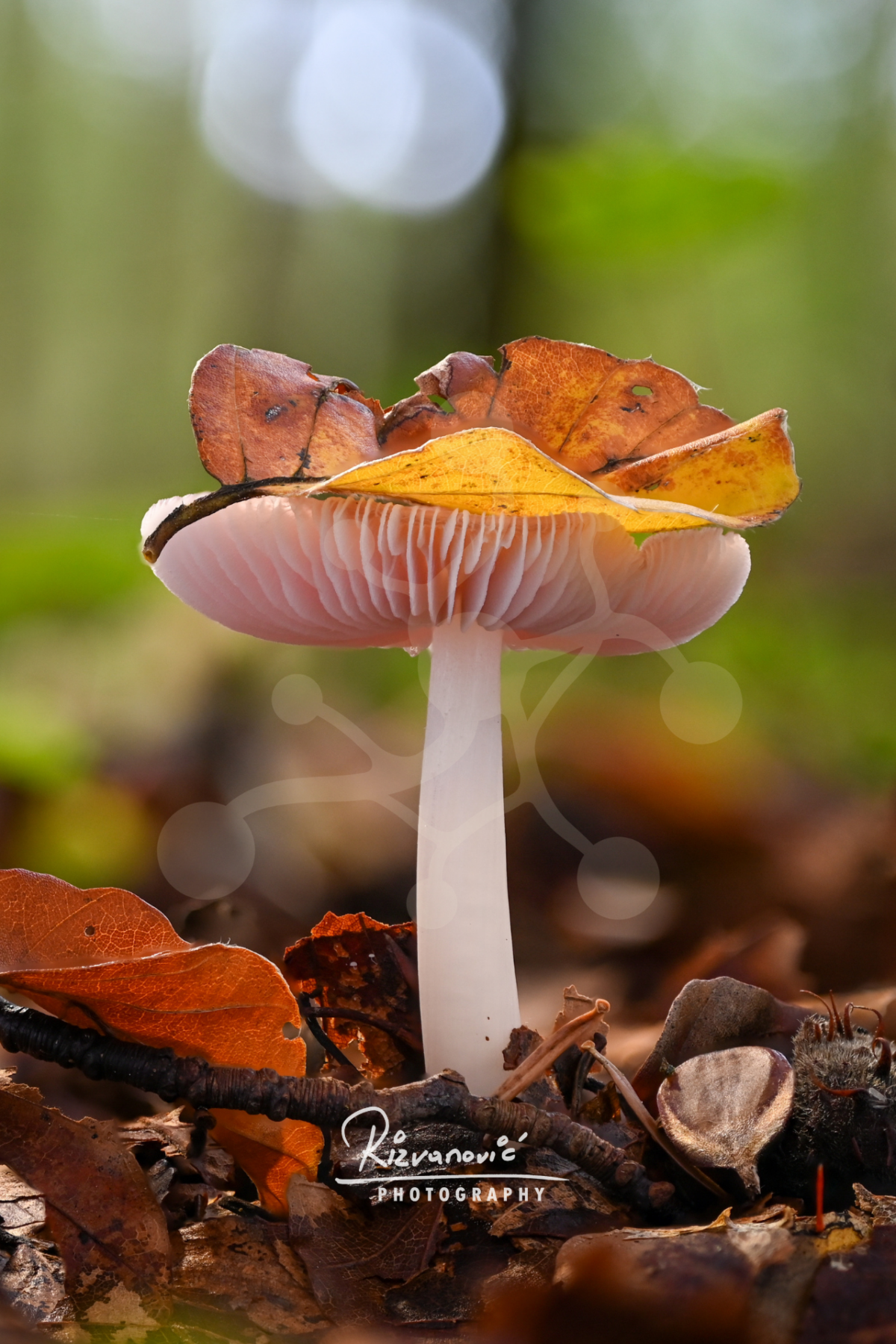 October at Ground Level — Woodland Mushroom — Almir Rizvanović-PH-00054_wm Woodland mushroom rising among fallen autumn leaves and forest floor details in soft natural light.