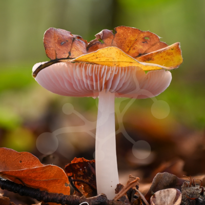 October at Ground Level — Woodland Mushroom — Almir Rizvanović-PH-00054_wm Woodland mushroom rising among fallen autumn leaves and forest floor details in soft natural light.