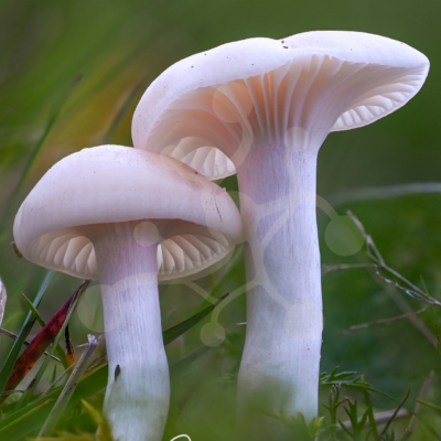 Two pale woodland mushrooms standing side by side among grass and low forest vegetation, with softly visible gills and a blurred green background.