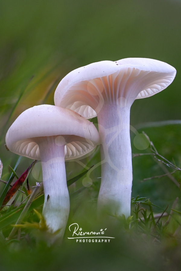 Two pale woodland mushrooms standing side by side among grass and low forest vegetation, with softly visible gills and a blurred green background.