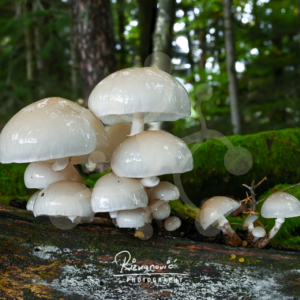 Cluster of pale Oudemansiella mushrooms with smooth pearly caps growing across decaying wood in a mossy woodland setting.