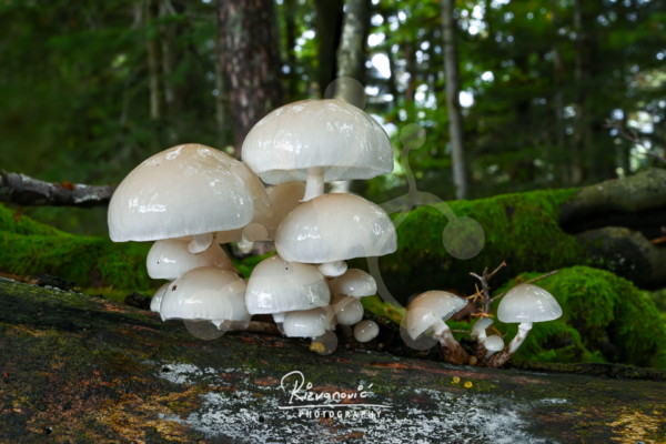 Cluster of pale Oudemansiella mushrooms with smooth pearly caps growing across decaying wood in a mossy woodland setting.