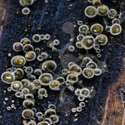 Tiny olive-toned cup fungi scattered across a dark decaying woodland surface, forming a dense macro composition with jewel-like texture.