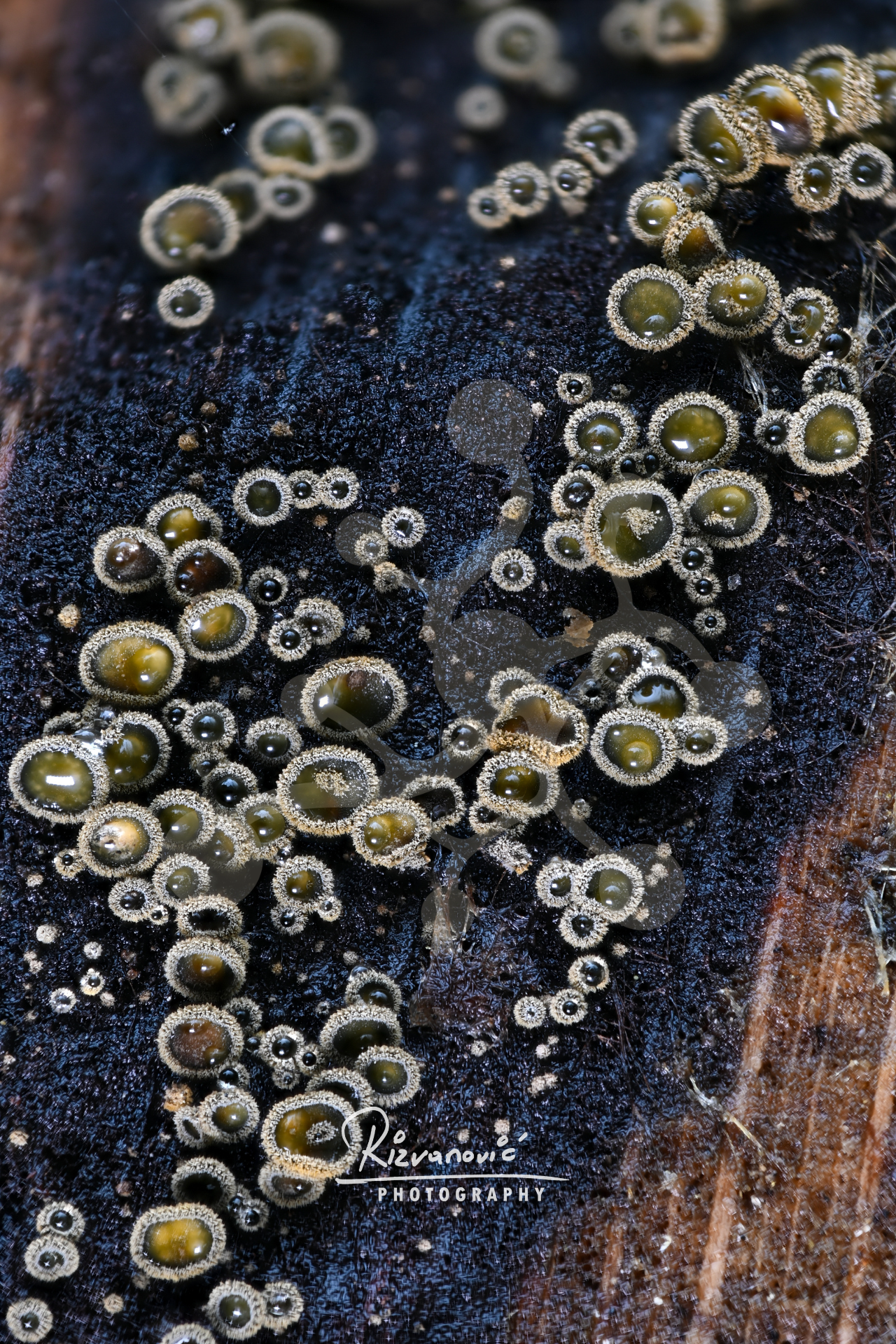 Tiny olive-toned cup fungi scattered across a dark decaying woodland surface, forming a dense macro composition with jewel-like texture.