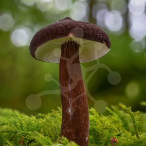 Dark brown woodland mushroom with a velvety cap and elongated stem rising from vivid green moss.
