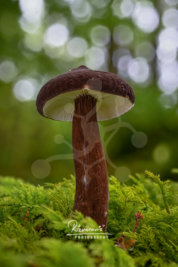Dark brown woodland mushroom with a velvety cap and elongated stem rising from vivid green moss.