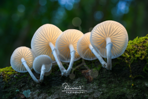 Cluster of pale Oudemansiella mushrooms growing along a slender twig against a dark softly blurred woodland background.
