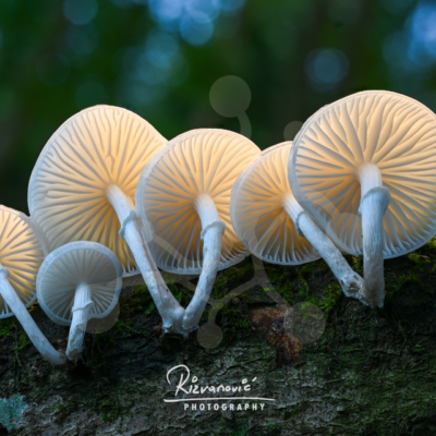 Cluster of pale Oudemansiella mushrooms growing along a slender twig against a dark softly blurred woodland background.