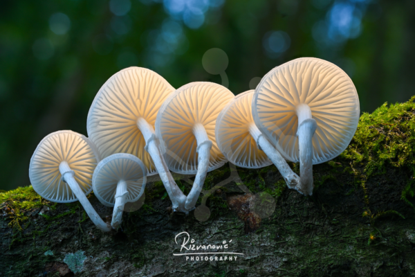 Cluster of pale Oudemansiella mushrooms growing along a slender twig against a dark softly blurred woodland background.