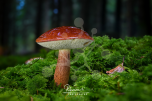 Solitary bolete mushroom (Boletus sp.) with a russet-brown cap and warm textured stem rising from vivid green moss.