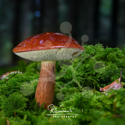 Solitary bolete mushroom (Boletus sp.) with a russet-brown cap and warm textured stem rising from vivid green moss.