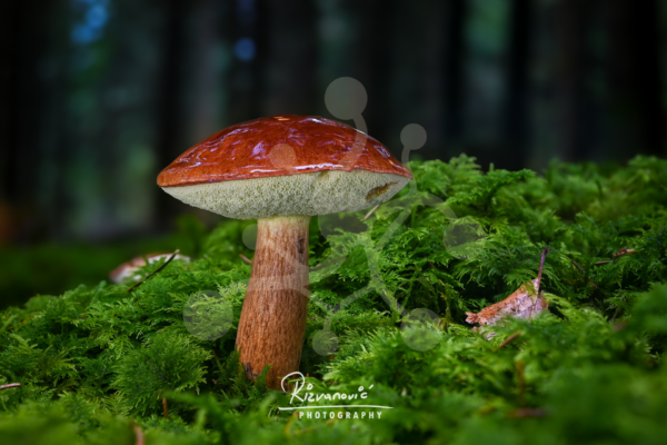Solitary bolete mushroom (Boletus sp.) with a russet-brown cap and warm textured stem rising from vivid green moss.