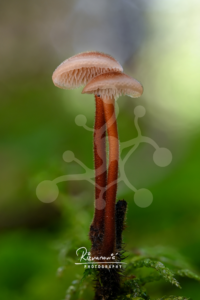Two woodland mushrooms with rust-coloured stems standing side by side among moss, with softly curved caps and a blurred green background.