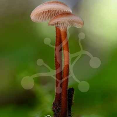 Rustline Pair — Woodland Mushrooms — Almir Rizvanović Two woodland mushrooms with rust-coloured stems standing side by side among moss, with softly curved caps and a blurred green background.