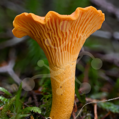 Saffron Fold Study — Chanterelle — Almir Rizvanović Close-up of a chanterelle mushroom with vivid saffron folds and a softly blurred woodland background.