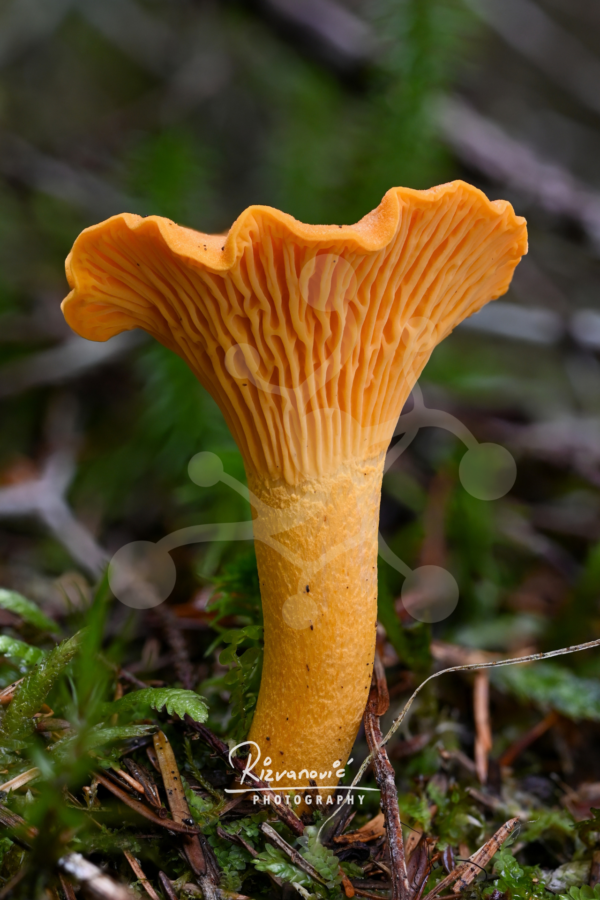 Close-up of a chanterelle mushroom with vivid saffron folds and a softly blurred woodland background.