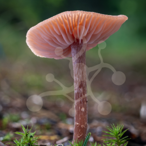 Single woodland mushroom photographed from below, showing salmon-toned gills, a slender stem and small forest plants against a blurred green background.