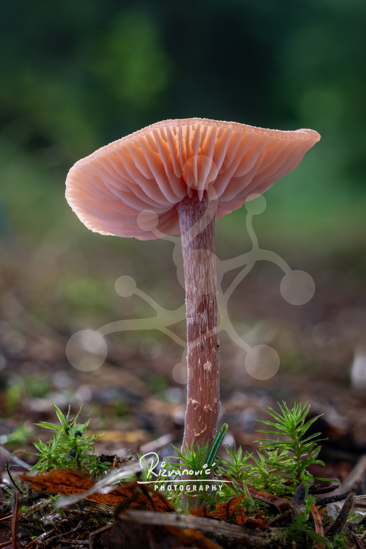 Single woodland mushroom photographed from below, showing salmon-toned gills, a slender stem and small forest plants against a blurred green background.
