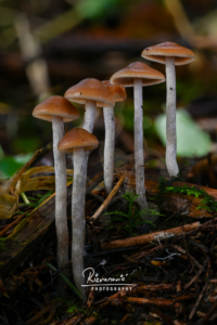 A group of slender woodland mushrooms with warm brown caps rising from the forest floor in a softly blurred natural setting.