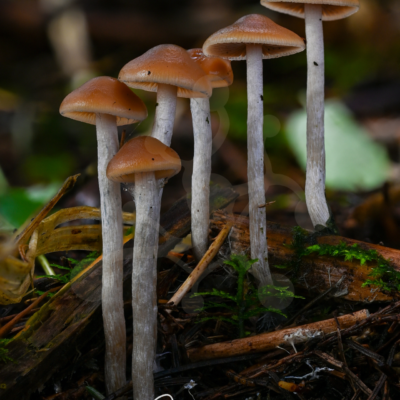 A group of slender woodland mushrooms with warm brown caps rising from the forest floor in a softly blurred natural setting.