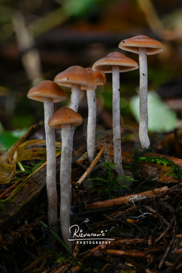 A group of slender woodland mushrooms with warm brown caps rising from the forest floor in a softly blurred natural setting.