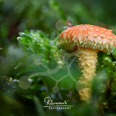 Bright orange woodland mushroom with a fringed cap growing among dense green forest vegetation.