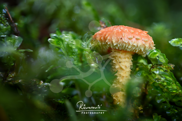 Bright orange woodland mushroom with a fringed cap growing among dense green forest vegetation.
