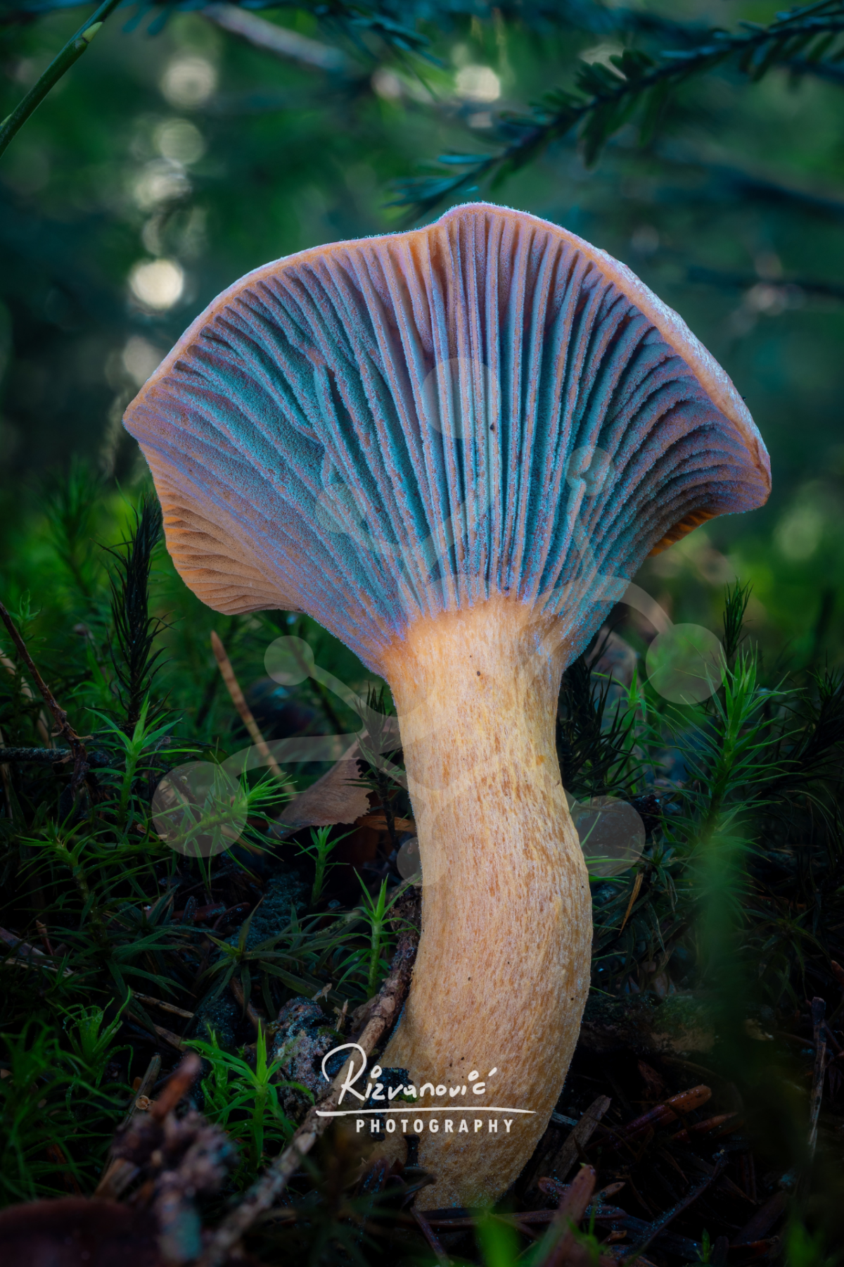 Woodland mushroom photographed from below, showing pale fan-like gills with turquoise-blue tones and a warm stem rising from the forest floor.