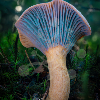 Woodland mushroom photographed from below, showing pale fan-like gills with turquoise-blue tones and a warm stem rising from the forest floor.