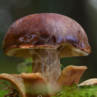 A bolete mushroom (Boletus sp.) with a dark umber cap rising from moss among smaller woodland fungi.