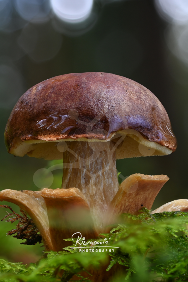 A bolete mushroom (Boletus sp.) with a dark umber cap rising from moss among smaller woodland fungi.