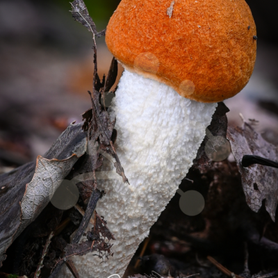 Velvet Rise Below — Woodland Mushroom — Almir Rizvanović Solitary woodland mushroom with a velvety orange-brown cap and textured pale stem emerging from leaf litter on the forest floor.