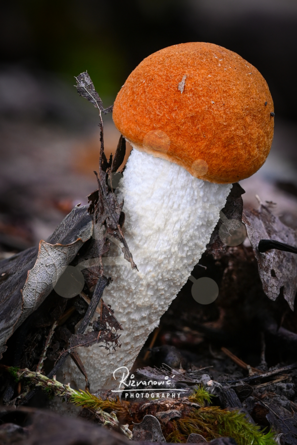 Solitary woodland mushroom with a velvety orange-brown cap and textured pale stem emerging from leaf litter on the forest floor.