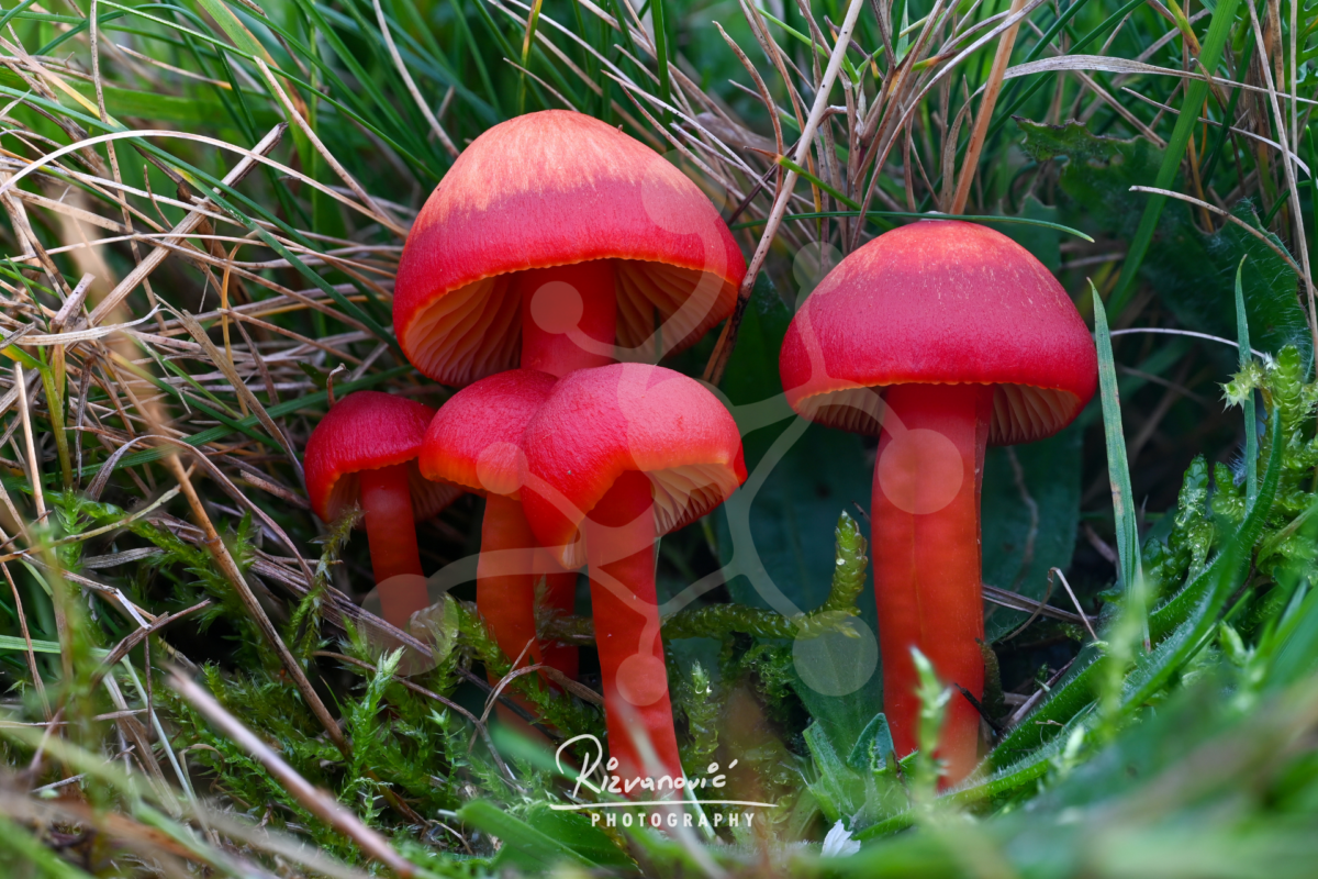 Vermilion Conclave — Waxcaps (Hygrocybe sp.) — Almir Rizvanović A cluster of vivid red waxcap mushrooms (Hygrocybe sp.) growing close together on the forest floor, photographed against a soft woodland background.