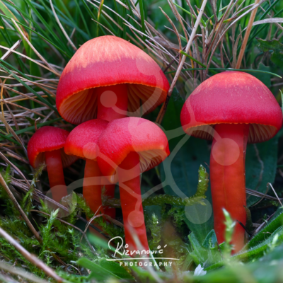 Vermilion Conclave — Waxcaps (Hygrocybe sp.) — Almir Rizvanović A cluster of vivid red waxcap mushrooms (Hygrocybe sp.) growing close together on the forest floor, photographed against a soft woodland background.