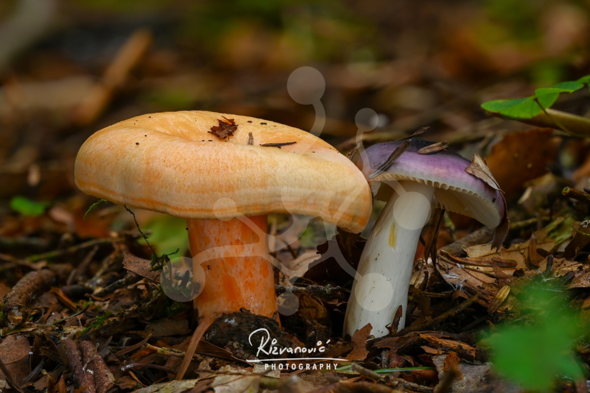 Contrasting Companions — Woodland Mushrooms — Almir Rizvanović Two contrasting woodland mushrooms growing side by side on the forest floor, showing distinct colours and forms against a softly blurred natural background.