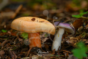 Two contrasting woodland mushrooms growing side by side on the forest floor, showing distinct colours and forms against a softly blurred natural background.
