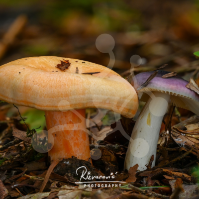 Contrasting Companions — Woodland Mushrooms — Almir Rizvanović Two contrasting woodland mushrooms growing side by side on the forest floor, showing distinct colours and forms against a softly blurred natural background.
