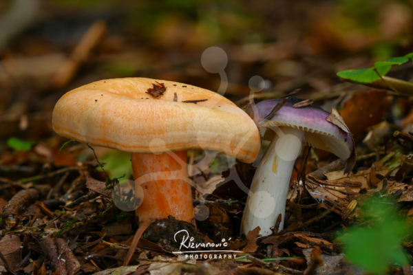 Two contrasting woodland mushrooms growing side by side on the forest floor, showing distinct colours and forms against a softly blurred natural background.