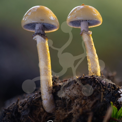 Olive Sentinels — Woodland Mushrooms — Almir Rizvanović Two woodland mushrooms with glossy olive-toned caps and slender stems rising side by side against a softly blurred green forest background.